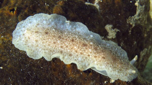 Dendrodoris elongata